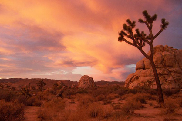 Parcul Național Joshua Tree