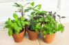 Αναπτύξτε τον δικό σας κήπο με βότανα κουζίνας - SheKnows