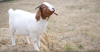 Koza ‘Seeing Eye’ ščiti svojega slepega najboljšega prijatelja (VIDEO) - SheKnows