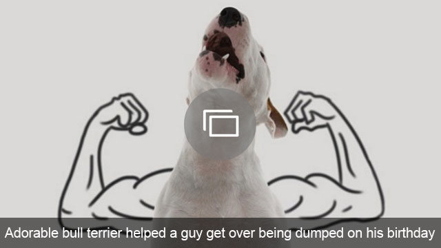 Schattige bull terrier hielp een man te overwinnen dat hij op zijn verjaardag werd gedumpt