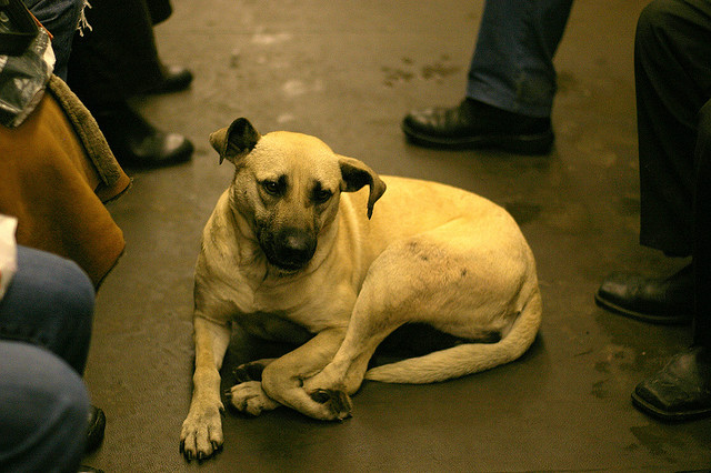 Σκύλος του μετρό της Μόσχας