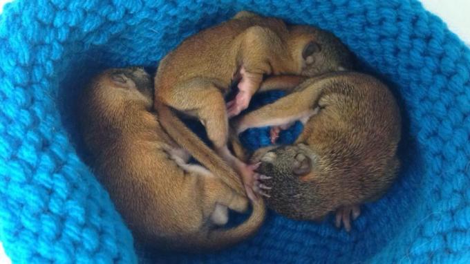 Babydieren in gehaakt nest