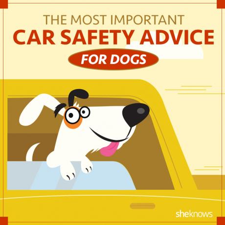Automašīnas drošība suņiem
