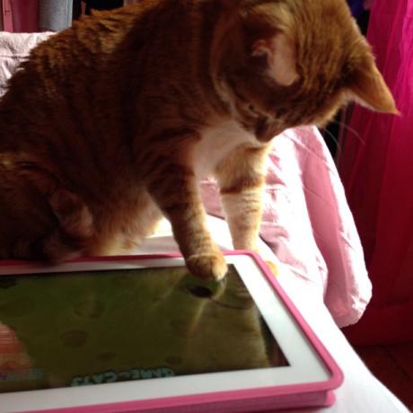 Mačka se igra s iPadom