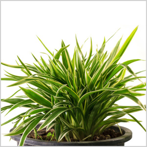 Dracaena