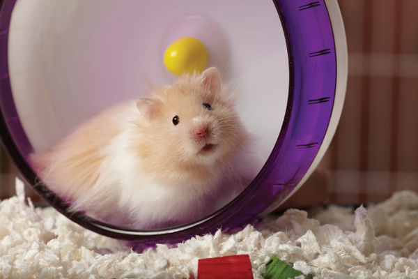 Hamster spielt im Rad