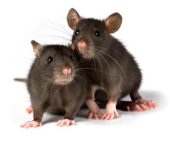Kaksi rottaa