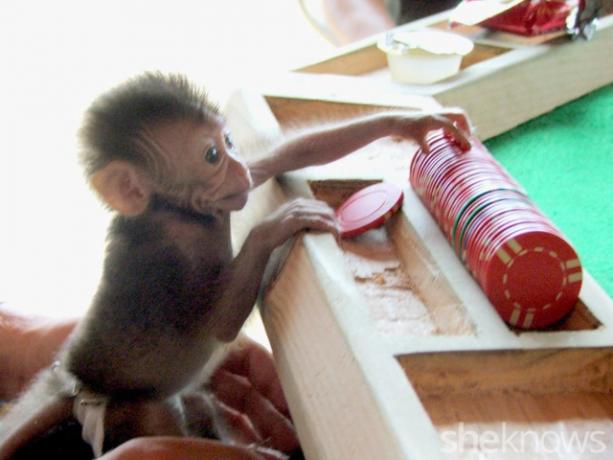 მაიმუნი თამაშობს პოკერს