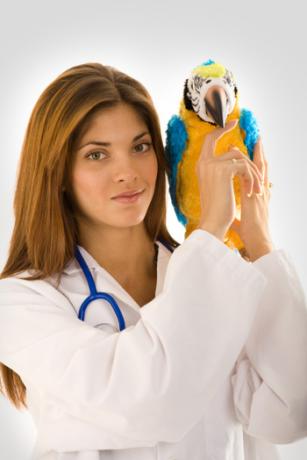 Tierarzt mit Papagei