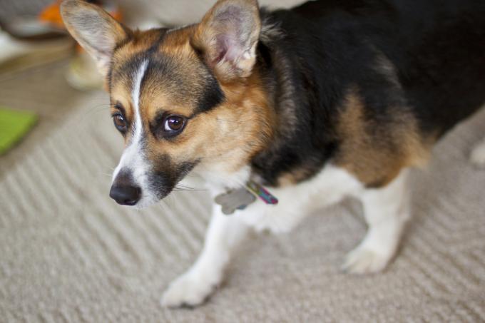 DIY Flecken- und Geruchsentferner für Hunde