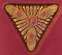 diatomea microscópica