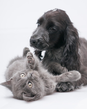 Játékos macska és kutya együtt