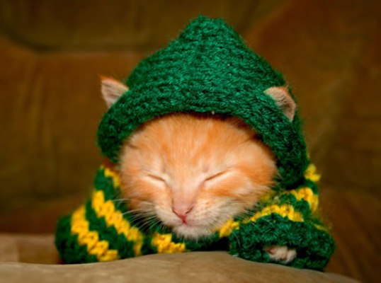 Kucing memakai sweter