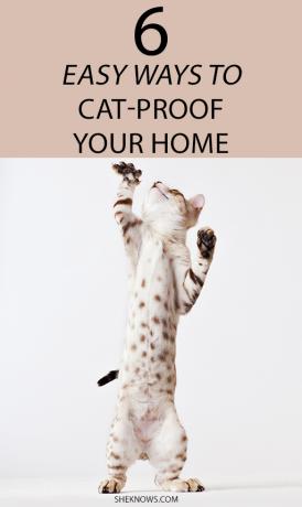Pin es! Tipps zum Schutz Ihrer Möbel vor Katzenkrallen