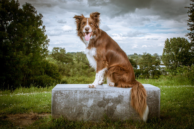 collie perbatasan