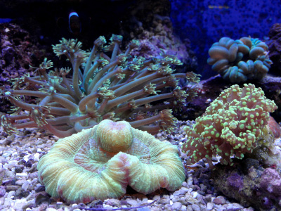 Coral en tanque de agua salada