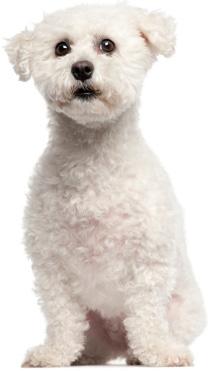 Bichon frize 