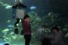 Esküvői javaslat a torontói akváriumban, amelyet egy csípőfény bombázott - SheKnows