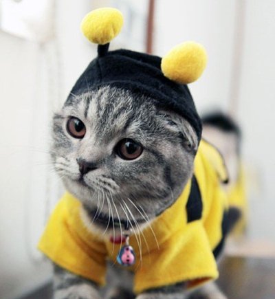 Katze als Biene verkleidet
