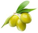 Vihreitä oliiveja oksalla