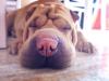 15 ras psów, które nie szczekają nadmiernie i uszczęśliwią sąsiadów – Strona 2 – SheKnows