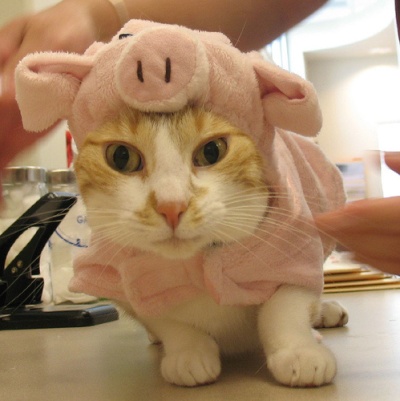 Katze als Schwein verkleidet