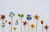 Machen Sie eine Trockenblumen-Wanddecke – SheKnows