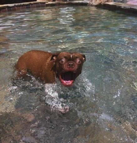Wasser Hund