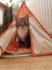 Kā padarīt DIY kaķu telti tik burvīgu, kā jūs vēlētos, lai jūs tajā ietilptu - SheKnows