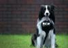 A Nikon új kutyakamerája lehetővé teszi a kölyköknek, hogy fényképeket készítsenek kedvenc dolgaikról - SheKnows