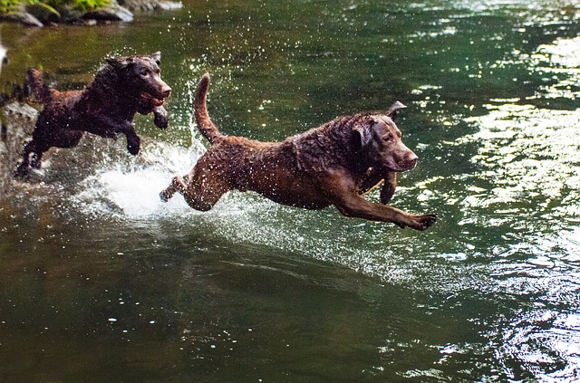 kutya a vízben