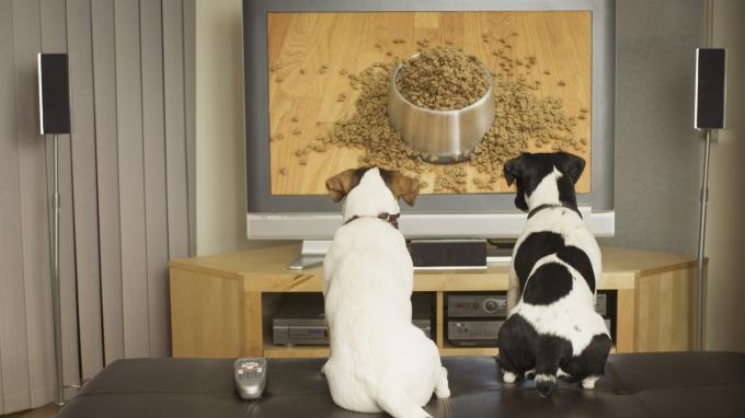 الكلاب تشاهد التلفاز