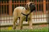 Nagy kutyafajták, amelyekből nagyszerű családi kutyák születhetnek - 3. oldal - SheKnows