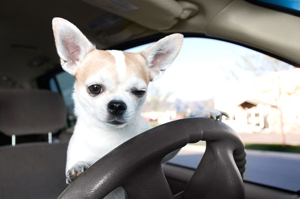 Chihuahua alla guida