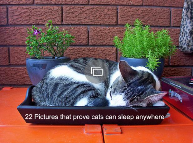 22 фотографии, доказывающие, что кошки могут спать где угодно