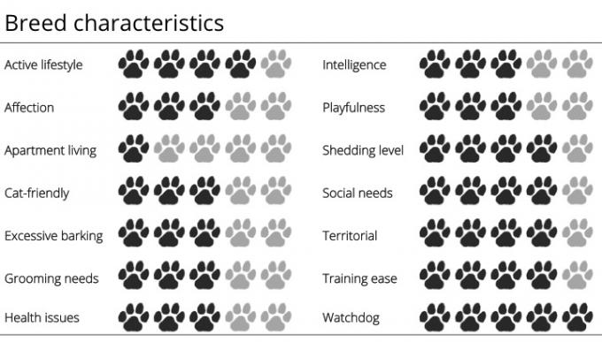 Характеристики на породата Бернско планинско куче