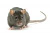 Bakterielle Harnwegsinfektion bei Ratten – SheKnows