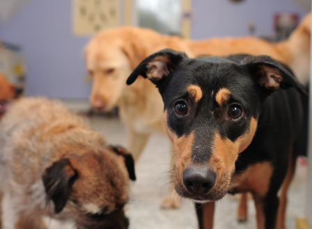 Grupo de perros de rescate