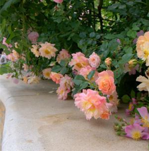 Ružová záhrada