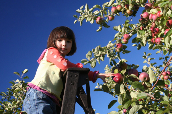 дівчина збирає яблука