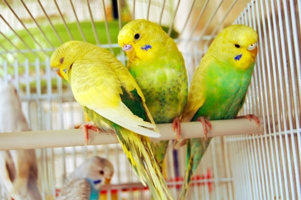 Budgies