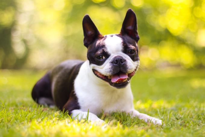 Boston Terrier