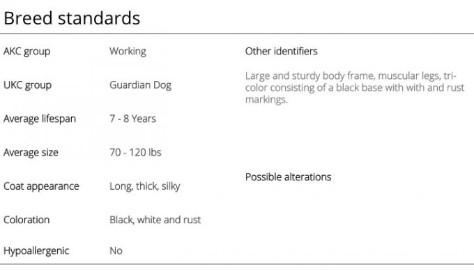 Стандарти за породата Бернско планинско куче