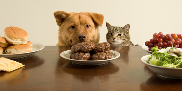 สุนัขและแมวกำลังจะกินแฮมเบอร์เกอร์
