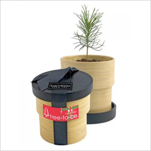 Bambus-Wachstumstopf: Weihnachtsbaum