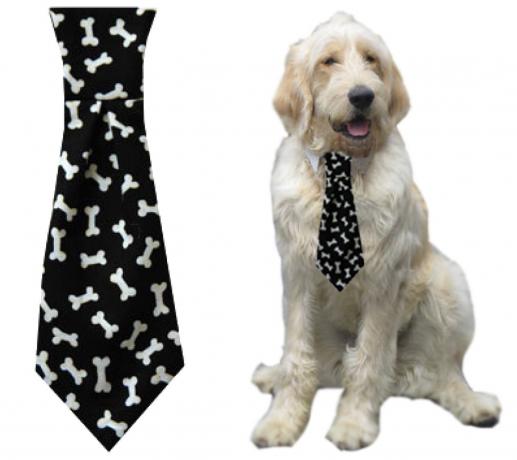 كلب يرتدي ربطة عنق مطبوعة بالعظام