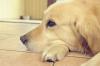 Helfen Sie Ihrem Hund zu trauern – SheKnows