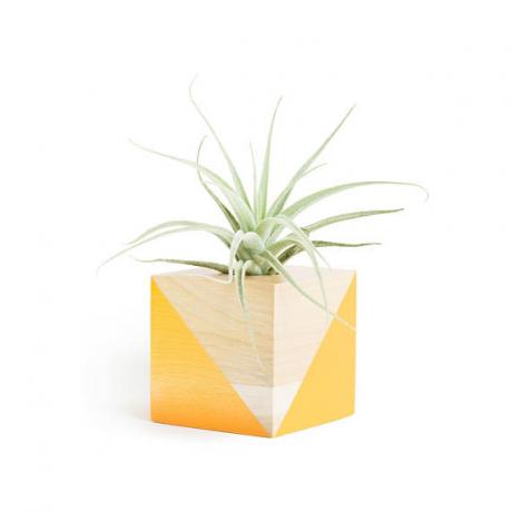 Beste plantenbakken op Etsy | Oranje Luchtplant Pot