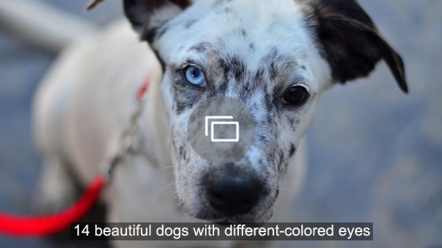14 ilusat erinevat värvi silmadega koera