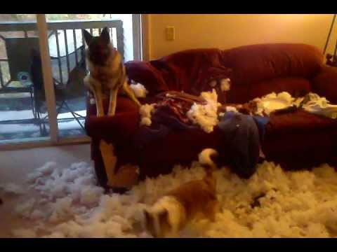 Καναπές σκύλων